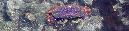 Purple Dungeness Crab in the intertidal zone at low tide, delicious seafood and source of protein, Pacific Norwest coastline
