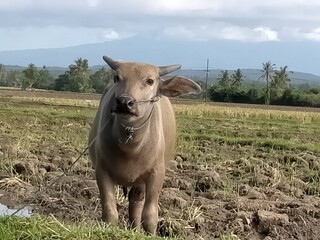 Buffalo field sky. High quality photo
