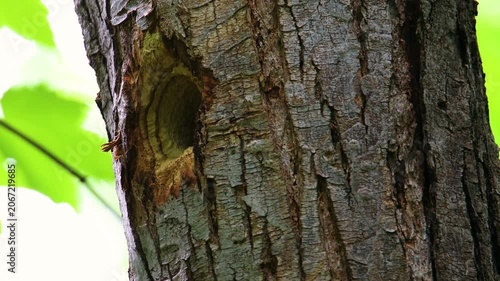 Female hairy woodpecker feeding white grub to chick