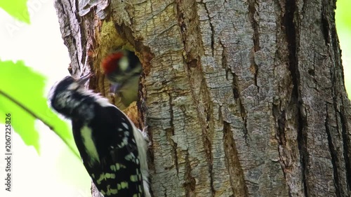 Female hairy woodpecker feeding white grub to male chick