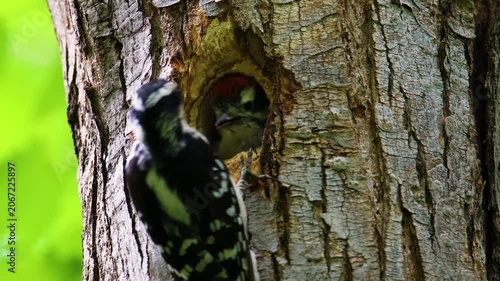Female hairy woodpecker feeding white grub to male chick