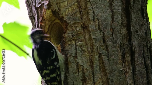 Female hairy woodpecker feeding white grub to male chick