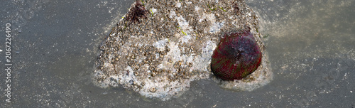 Konstfotografi Christmas Anemone, sea anemone, on a barnacled covered rock at low tide, pacific