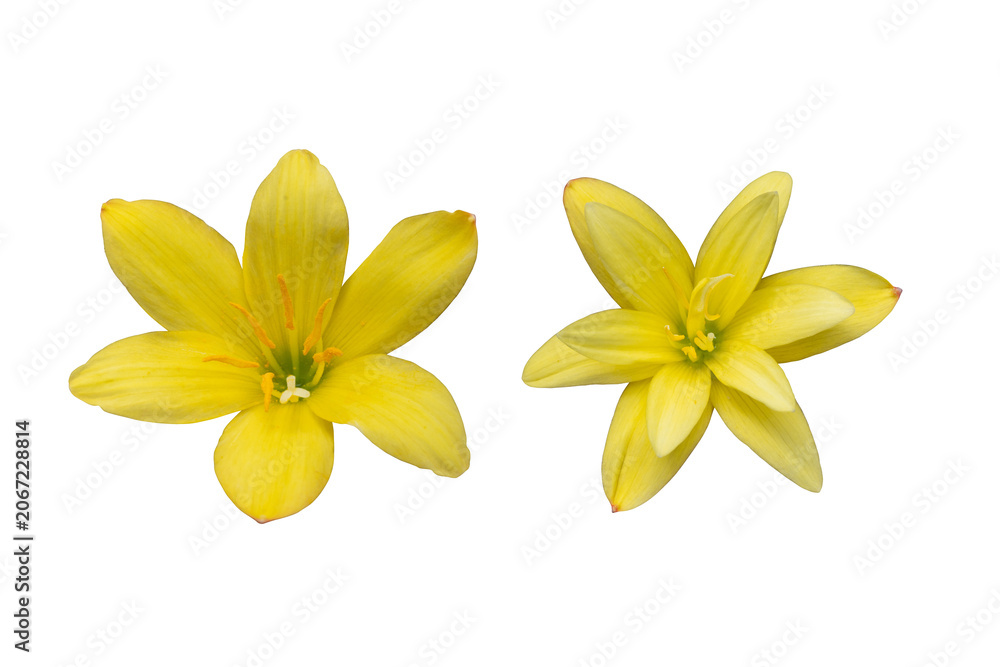 Fototapeta premium Yellow flower head isolated