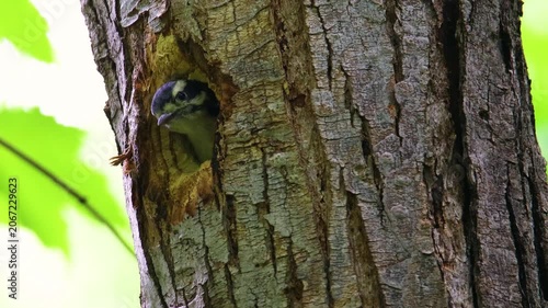 Female hairy woodpecker chick chirping at cavity nest hole