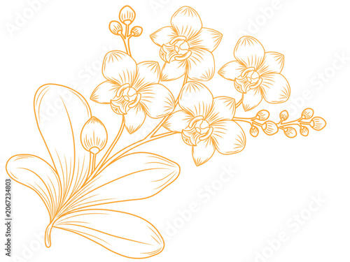 Tableau sur toile orchid flower doodle (Phalaenopsis amabilis)
