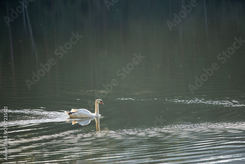 White swans or alone swan by animal floating on lake or nature river pool and water reflection in Pang Ung Pang Tong Reservoir at Tham Pla National Park Pha Suea Waterfall Mae Hong Son in Thailand
