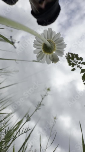 Low-angle view of a white daisy blooming against a cloudy sky, framed by wild meadow grasses in soft diffused light. A serene springtime nature scene seen from the ground up