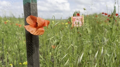 Red poppy blooming by a wooden post marking a minefield edge, with a blurred hazard sign behind. Fragile beauty in poignant contrast to hidden wartime danger