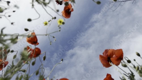 Red field poppies swaying against a bright blue sky, seen from below looking up. Sunlit, dreamy early-summer wildflower meadow scene from a low worm's-eye perspective