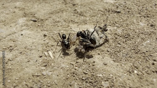 Black ants working together to drag a dead insect across dry sunlit ground. Macro close-up of ant teamwork, foraging and scavenging behaviour in nature