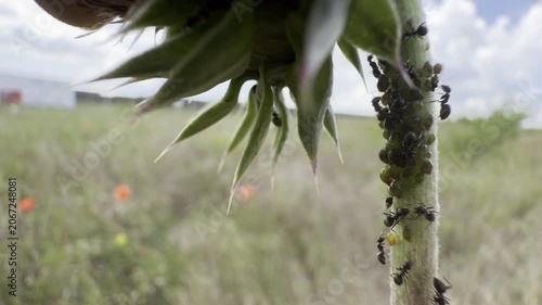 Black ants tending a colony of aphids on a thistle stem, harvesting honeydew in a classic ant-aphid mutualism. Macro of insect symbiosis and behaviour in a summer meadow