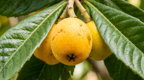 Ripe loquat fruits eriobotrya japonica on a tree branch