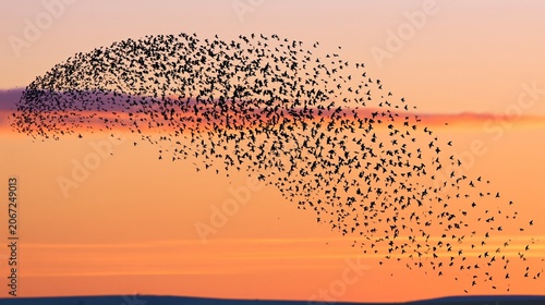 Starling Flock Shape over Orange Sky