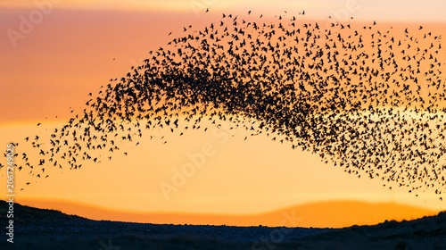 Starling Wave over Distant Hills