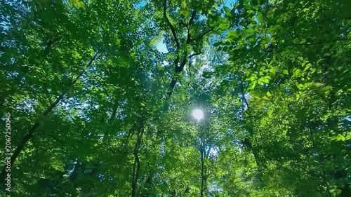 緑の森　太陽光