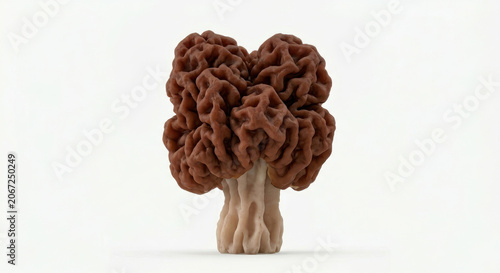 Intricate Brain-Like False Morel Mushroom