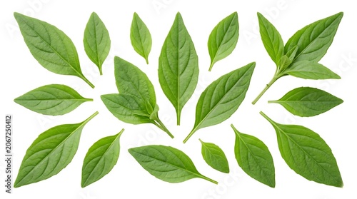 Fresh Sambiloto Leaves Isolated on White Background - Andrographis Paniculata