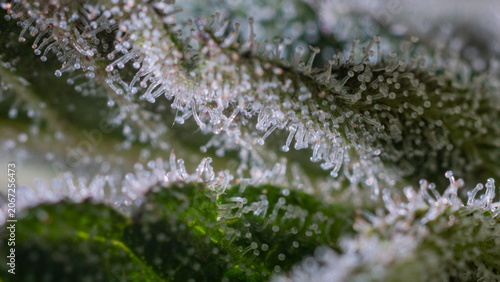 A close-up photograph of a cannabis flower showing the trichomes.,medical marijuana,cover page,copy space