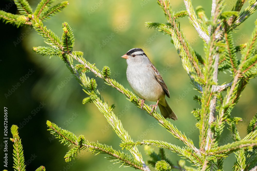 Obraz premium 01600-01610 White-crowned Sparrow (Zonotrichia leucophrys) in spruce tree. Marion Co. IL
