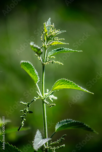 California Mountain Stinging Nettle plants that can give a formic acid bee like sting used by the Native American Yahaaviatam people for stomach medicine for a natural tea cure in blossom