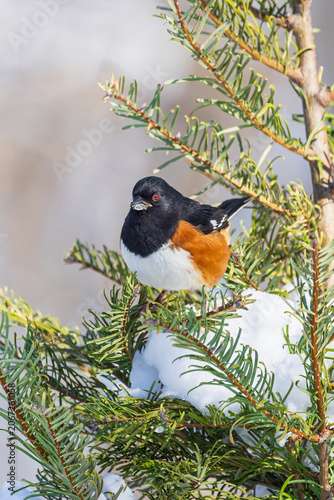 01582-00310 Eastern Towhee (Pipilo erythrophthalmus) male in fir tree in winter Marion Co.  IL