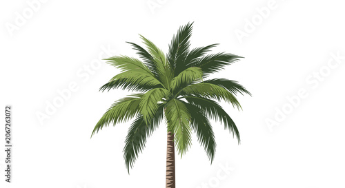 Detailed illustration of a single majestic palm tree with lush green fronds isolated on a pure white background for tropical themes.