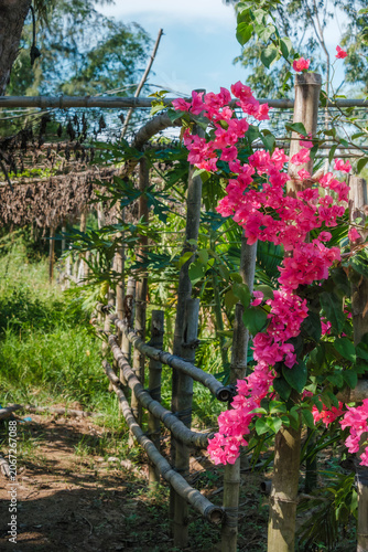 Vibrant pink bougainvillea flowers climbing up a rustic wooden structure