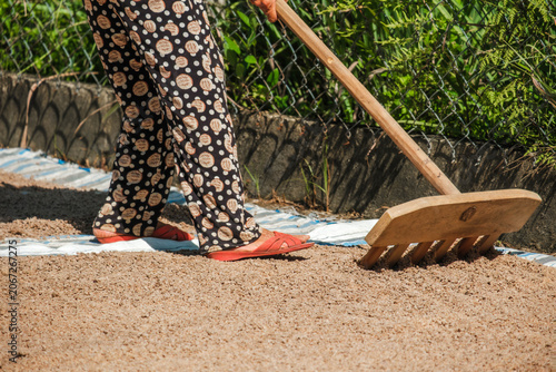 Closeup of a worker using a wooden rake to spread grains on a blue and white striped tarp