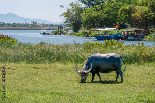 Large Asian water buffalo grazing in a grassy field next to a river