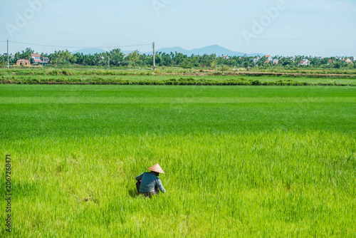 Asian agricultural worker bent down in a vibrant green crop field