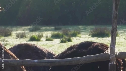 Ostriches at Farm Fence in Morning Light