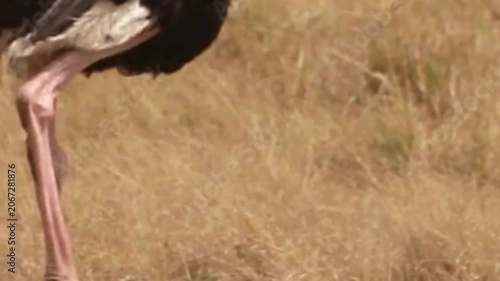 Male Ostrich With Pink Neck Foraging in Dry Grassland