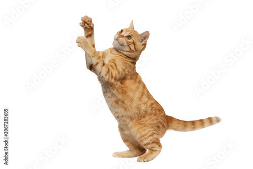 Cute ginger tabby cat standing on hind legs and reaching up with paws, isolated on a white background, for animal projects