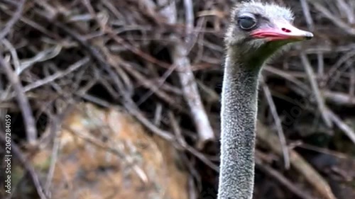 Ostrich Head Close Up Portrait Among Branches