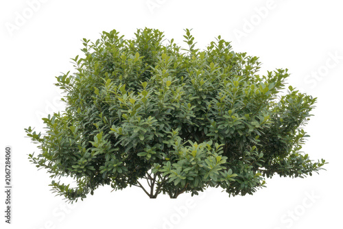 A bushy green shrub with vibrant leaves, isolated on a transparent background, architectural visualization and landscaping
