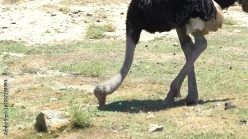 Ostrich Foraging on Patchy Grass and Dirt