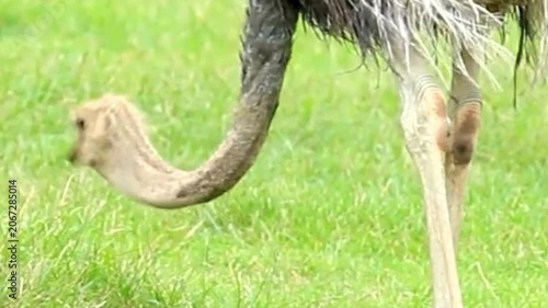 Ostrich Grazing on Green Lawn Close Up