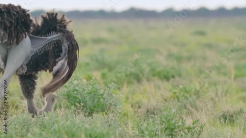 Ostrich Foraging in Open Meadow Habitat
