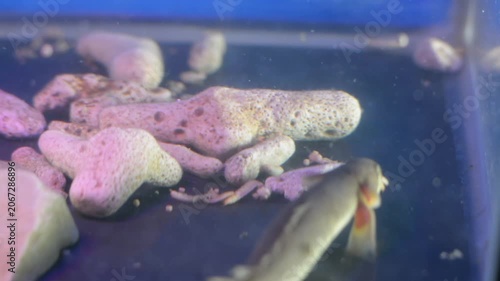 Small Snakehead Channa Fish Foraging and Eating Worms
