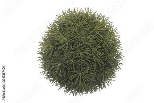 A spherical green topiary shrub with needle-like leaves isolated on a solid black background, showing a dense and rounded botanical structure