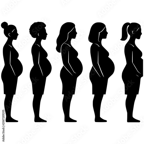 Pregnancy Stages Silhouette: A diverse array of women in silhouette depict the progression of pregnancy, showcasing the evolving form throughout gestation.