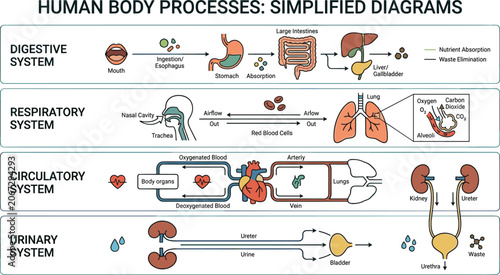 Foto Human body processes infographic diagram displaying digestive respiratory circul