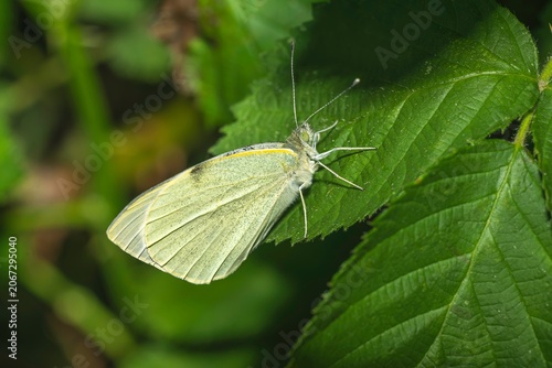 Ein Schmetterling auf einem grünen Blatt