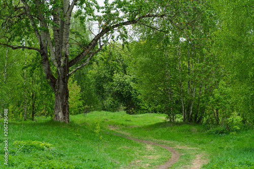 A winding road, a path in a sparse forest. Road in the forest