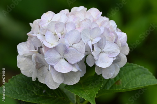 White hydrangea flower
