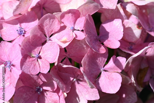 pink hydrangea flower