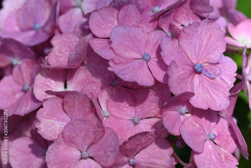 pink hydrangea flower