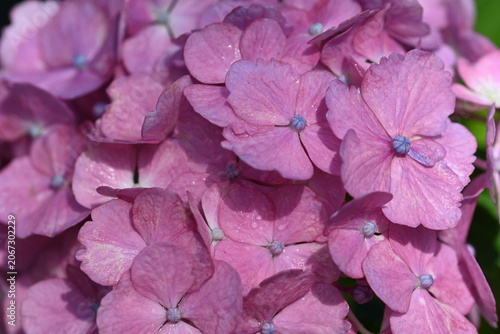 pink hydrangea flower
