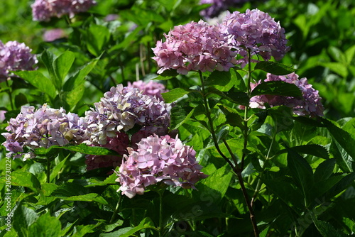 Beautiful Pink Hydrangea Bloom with Lush Green Leaves